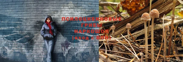 прущие грибы Абдулино